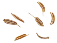 masali