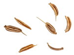 cumin seeds